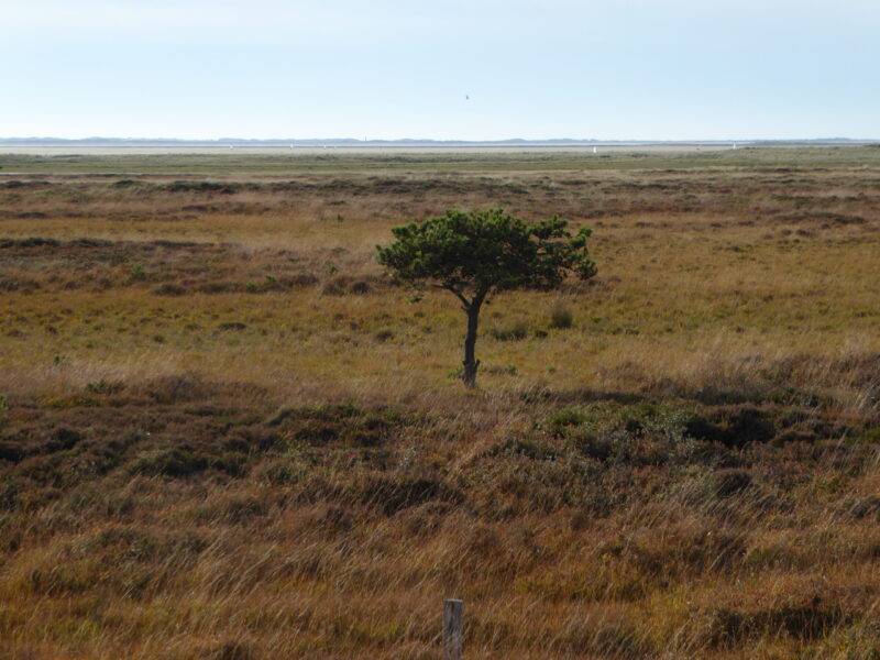 Stormengene, Rømø