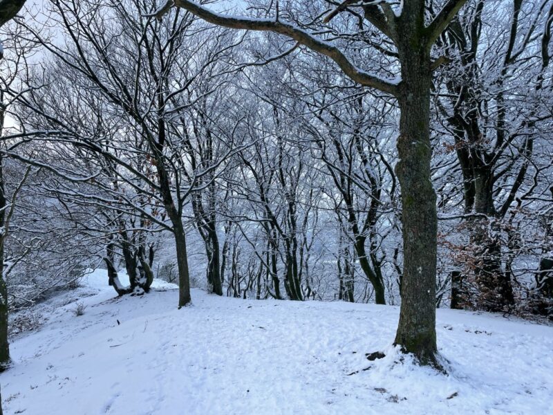 Sneklædt skov 14.12 2022