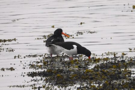 Strandskader, Houens Odde, 12-03-24