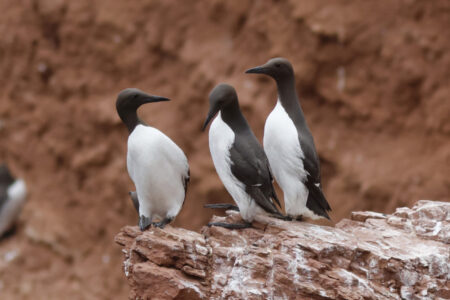 Lomvier Helgoland 141024 Jens